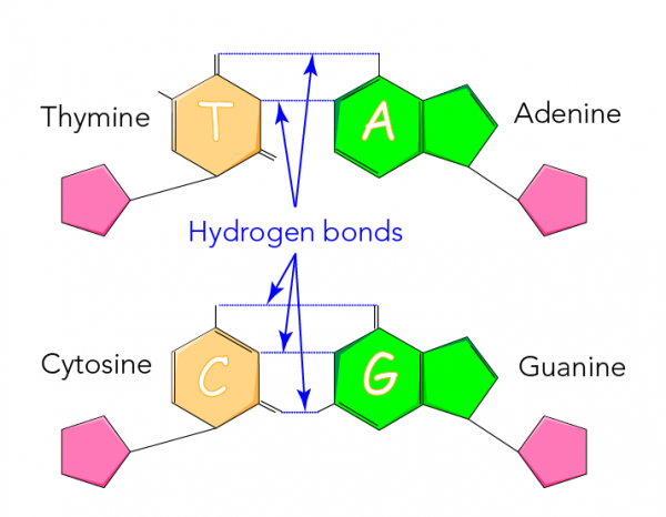 Hydrogen bonding in DNA