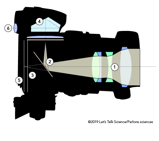 Cross-section of a single-lens reflex (SLR) camera 