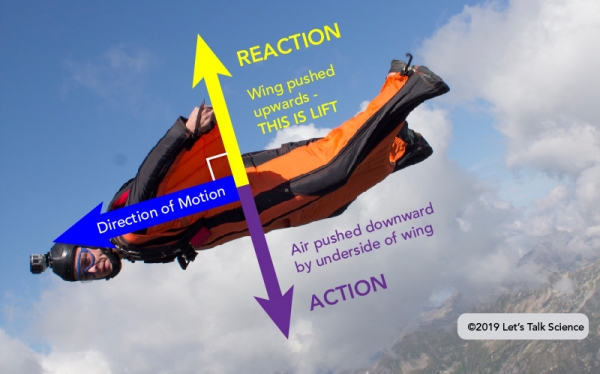 The air pushed down by the underside of the wingsuit causes lift