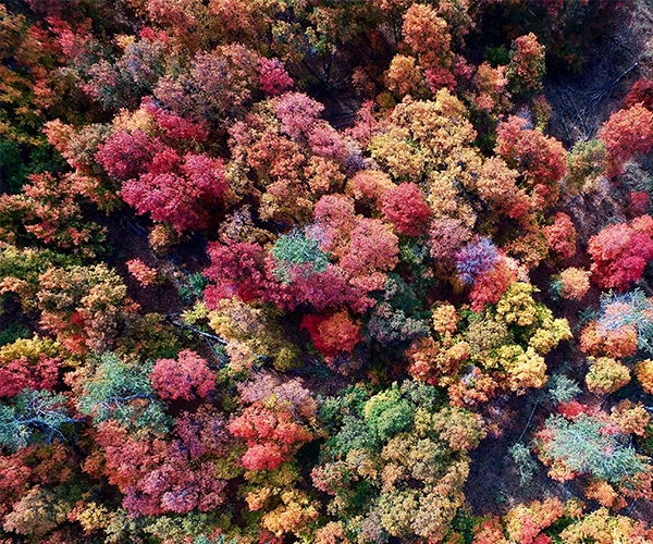 Aerial View of Fall Trees 