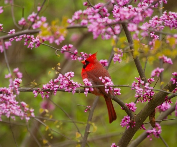 Cardinal in a Redbud tree 
