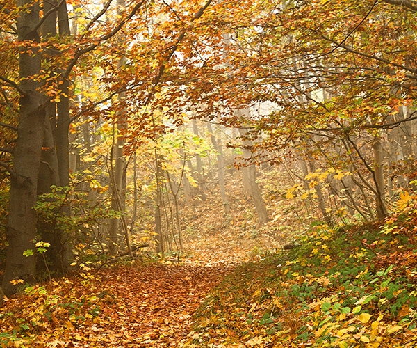 Deciduous Trees on a Forest Path 