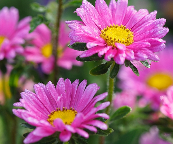 A group of pink daisies