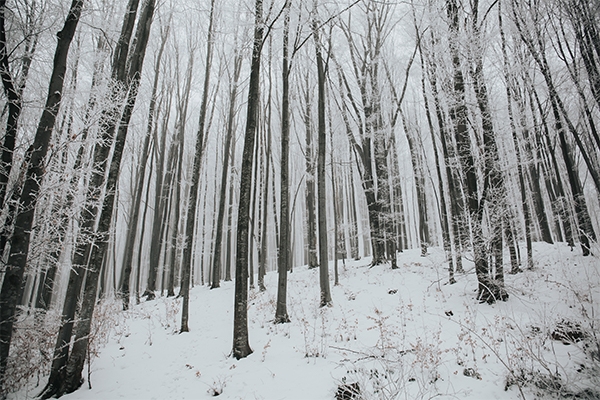 Deciduous Trees with Snow 