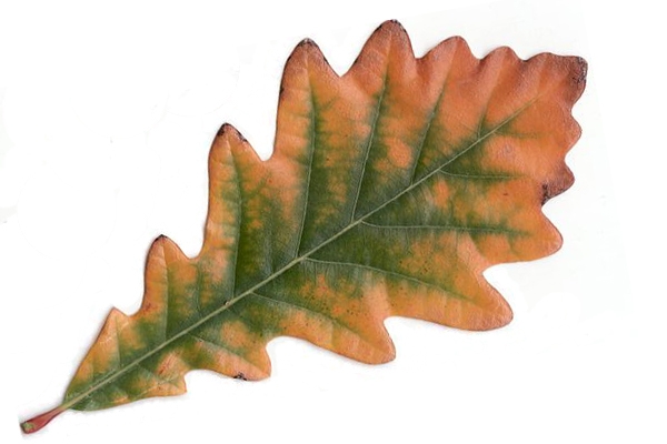 White oak leaf in autumn
