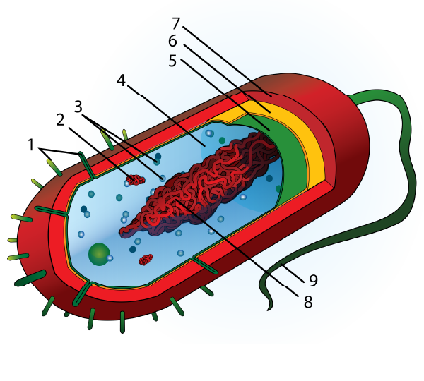 Structure of a typical bacterium
