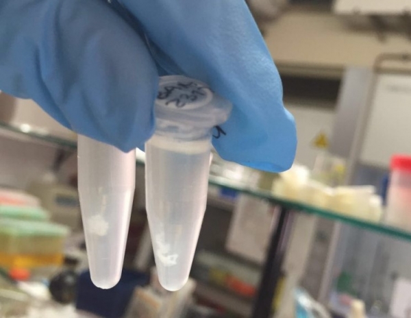 DNA precipitate in sample tubes