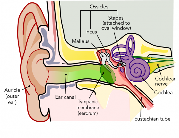 Parts of the human ear