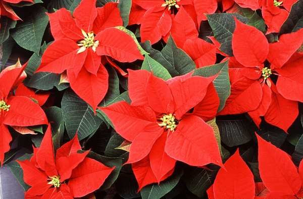 Colour photo of the red bracts that surround the flowers on Poinsettia plants