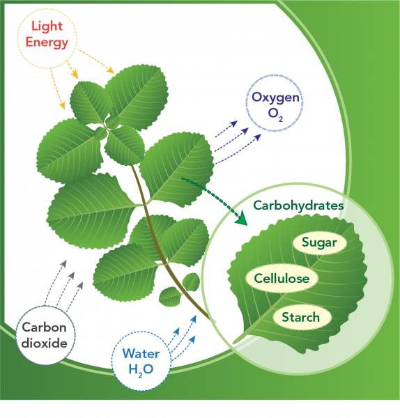 Process of photosynthesis