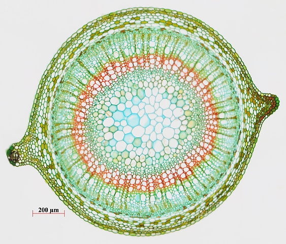 Cells seen in a plant stem cross-section