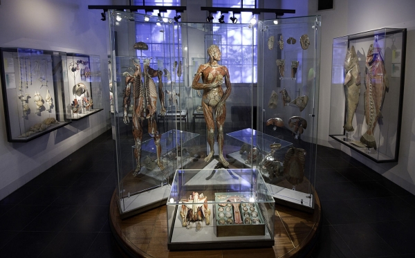 Display of Auzoux models at the Rijksmuseum Boerhaave in the Netherlands