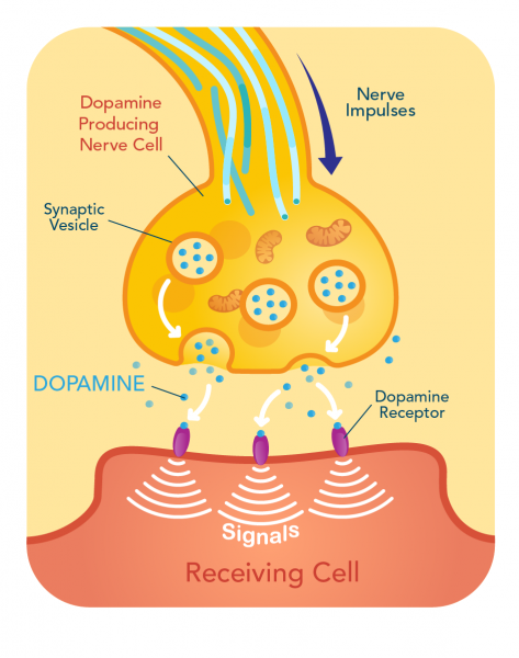 Dopamine-producing nerve cells and receptor