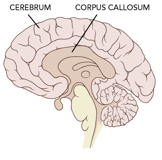 The inner part of the brain, showing the cerebrum and corpus callosum 