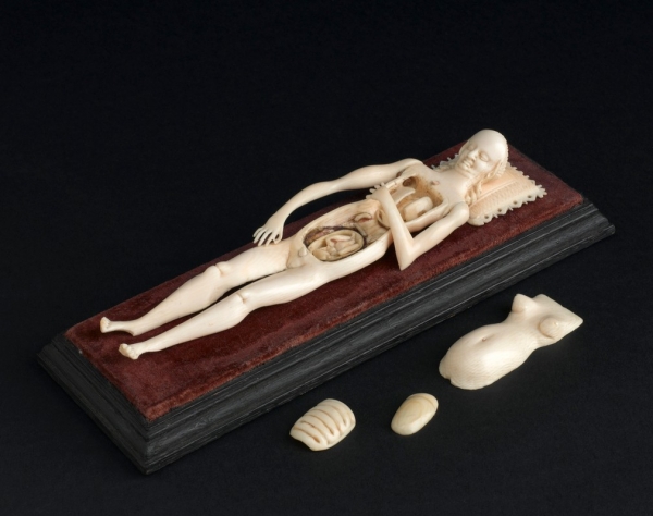 Female ivory anatomical model from Europe 
