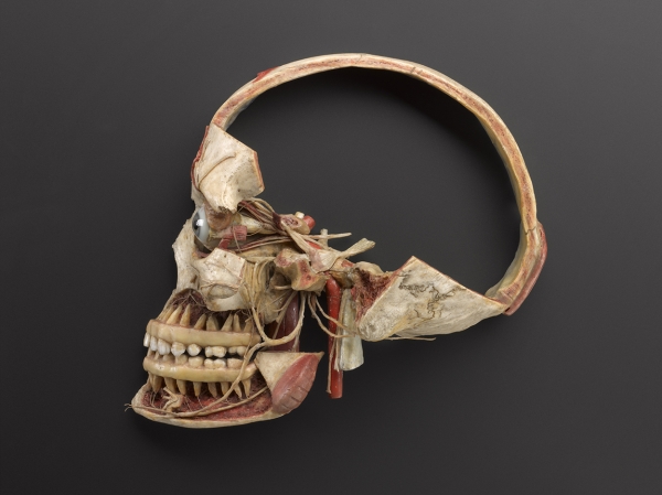 Wax anatomical model of a female human head showing the internal structure of the skull