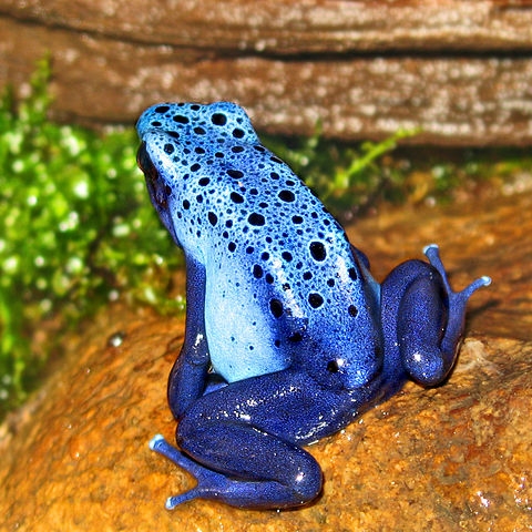 Blue poison dart frog/Dendrobate bleu