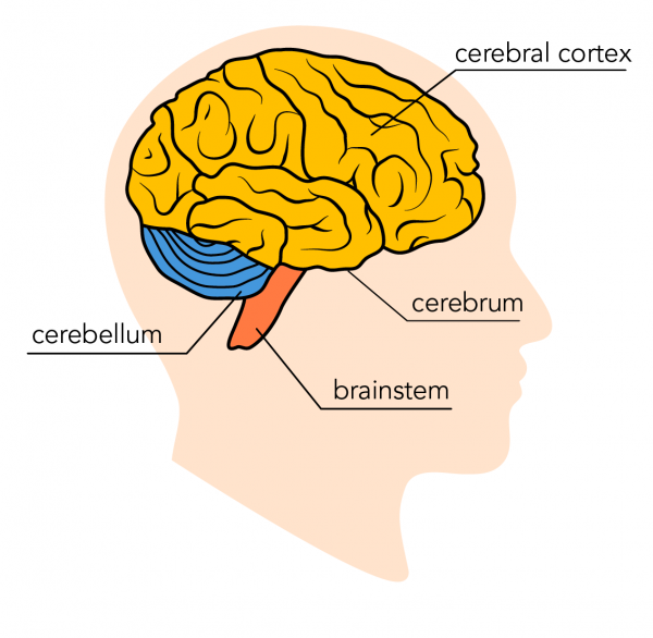 The three main parts of the brain include the cerebrum, cerebellum and brainstem. The cerebral cortex is the outer layer of the cerebrum