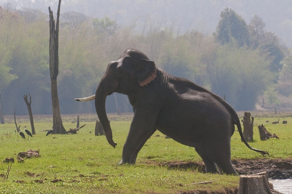 Elephant with missing tusk