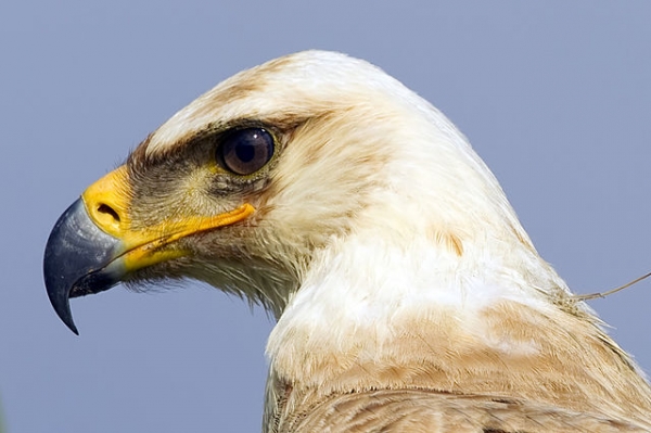 Tawny eagle/Aigle ravisseur (Aquila rapax)