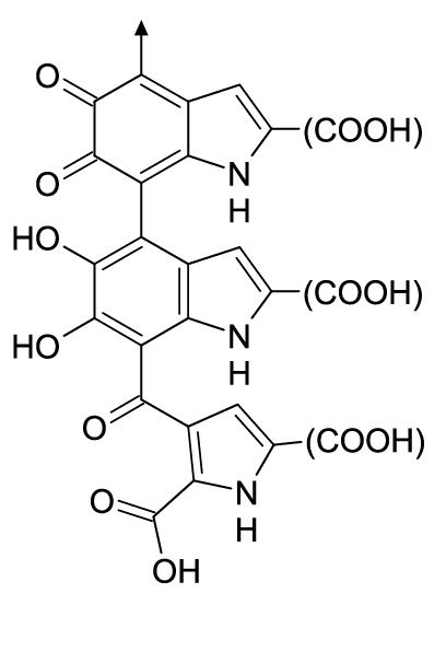 Part of the chemical structure of eumelanin, a pigment that makes things look brown 