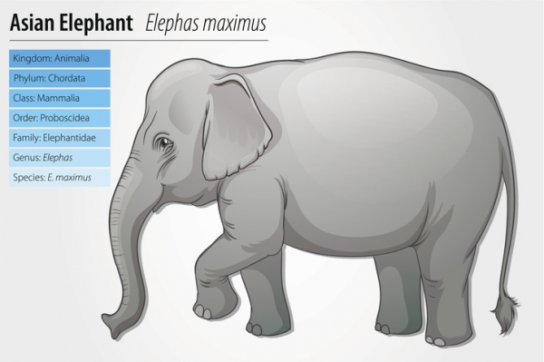 The Linnaean classification of an Asian elephant