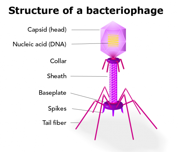 Labelled diagram of the parts of a bacteriophage 