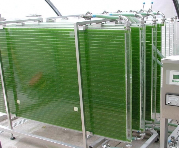 Algae growing in a bioreactor