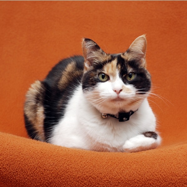 orange and white calico cat