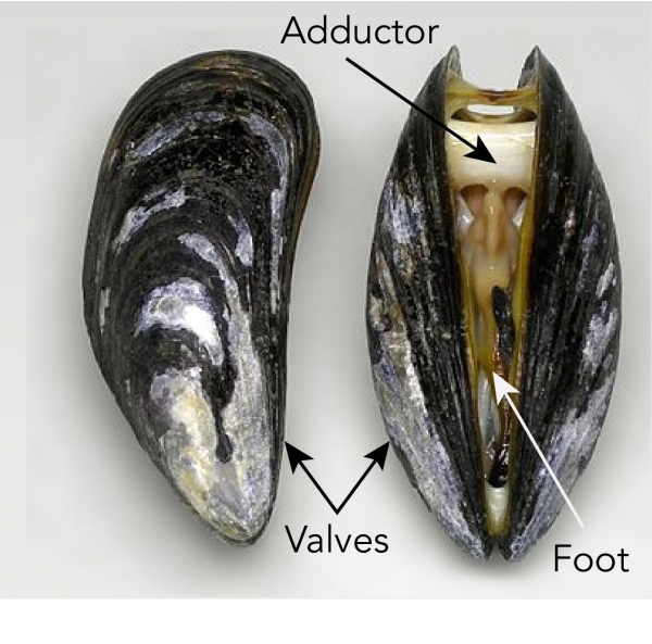 Mussel showing the locations of the valves, adductor and foot 