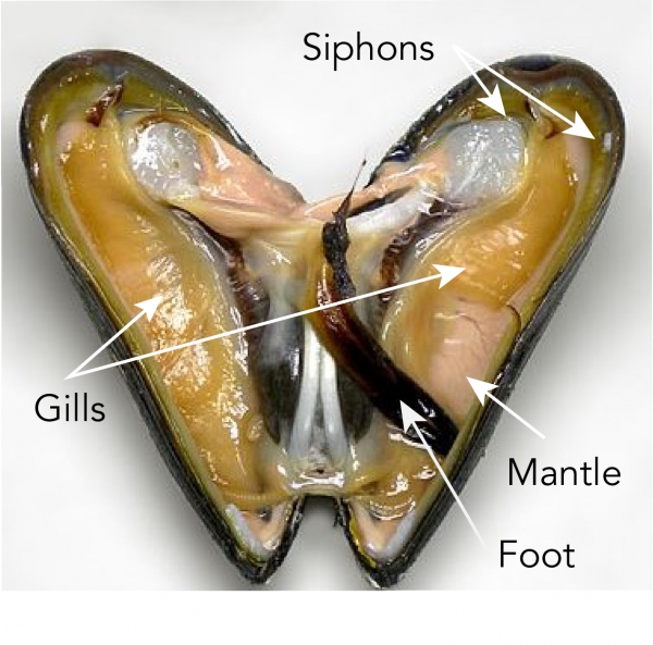 Mussel showing the locations of the siphons, gills, mantle and foot