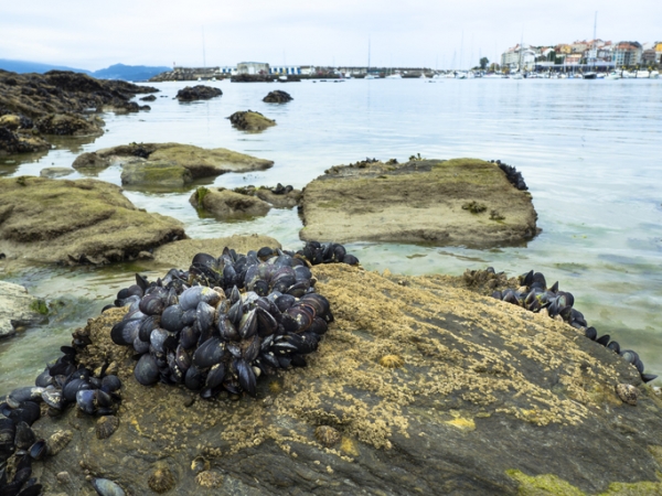 Cluster of mussels on rocks at low tide