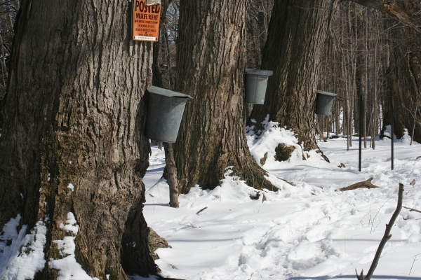Buckets are hung from sugar maple trees to collect sap in the early spring