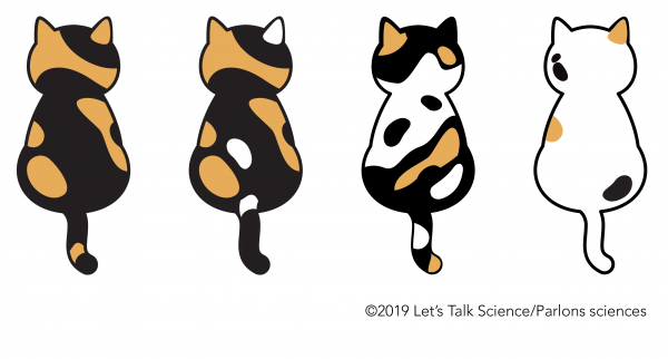 The Science Behind The Calico Cat S Colours Let S Talk Science,8th Anniversary Card
