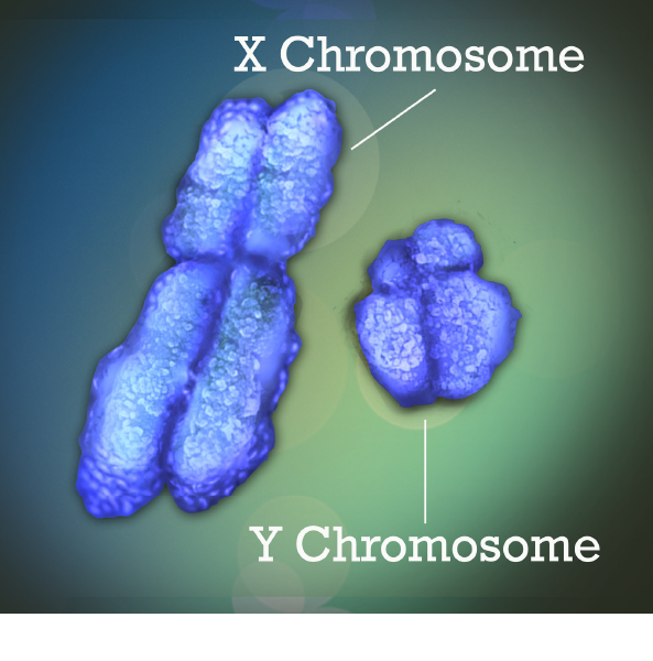 X and Y chromosomes