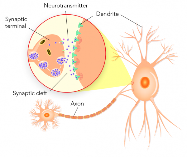 neurons that have one axon and one dendrite are called