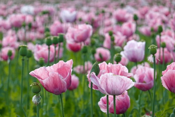 Opium poppy flowers and seed capsules/Fleurs et capsules séminales du pavot somnifère ou pavot à opium