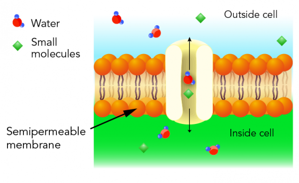 Semipermeable membrane