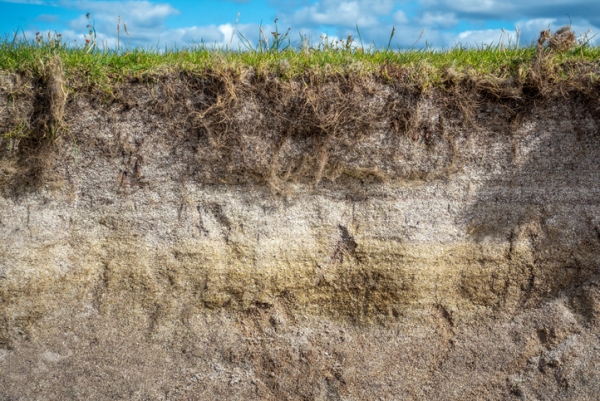 Cross-section of sandy soil