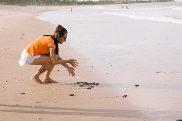 Baby sea turtles being released close to the ocean by a turtle conservancy volunteer