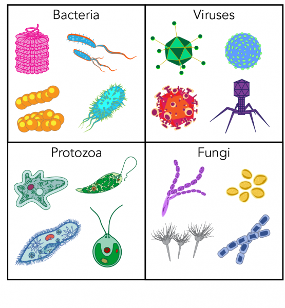 Variety of pathogens including examples of bacteria, viruses, protozoa and fungi