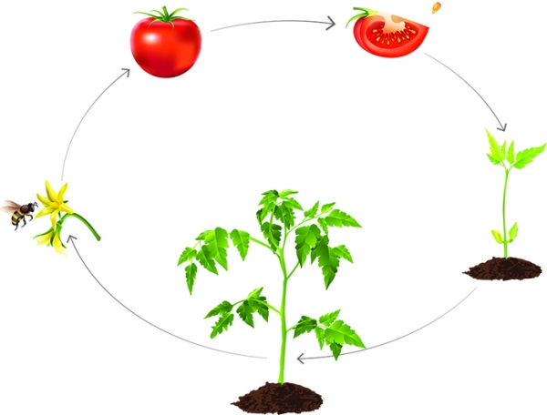 Tomato life cycle