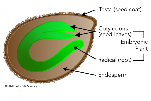 Diagram of the inside of a tomato seed