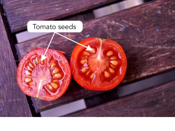 Seeds inside a tomato