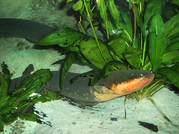Electric eel in an aquarium 