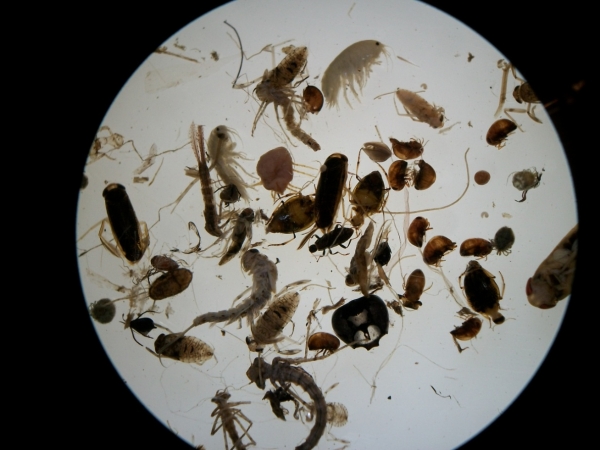 Microscope view of invertebrates from a pond