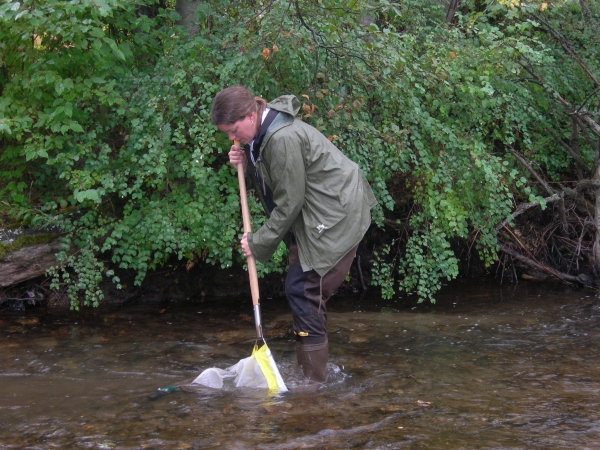 scientist in river sampling benthic invertebrates