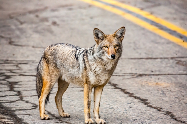 Coyote standing on a road