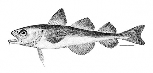 The Arctic Cod (Boreogadus saida) is an example of a fish species that uses antifreeze proteins as protection from frigid temperatures