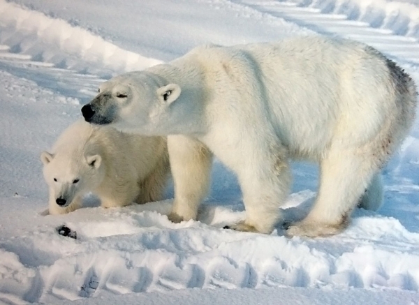Polar bear mother and cub in Churchill, Manitoba. Notice the vehicle tire tracks 
